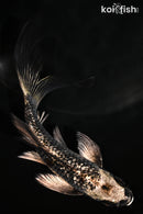 5" GINRIN GINGA BUTTERFLY