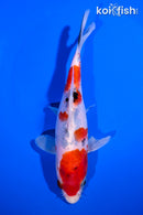 6.5" SANKE