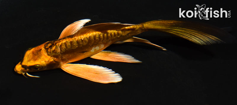 5" GINRIN ARAGOKE BENI KIKOKURYU BUTTERFLY