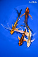 PACK OF (5) 5-6" BUTTERFLY KOI