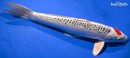 16.75" TANCHO KUJAKU