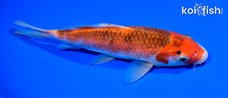 7.25" GOROMO