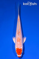 5.25" MARUTEN HARIWAKE