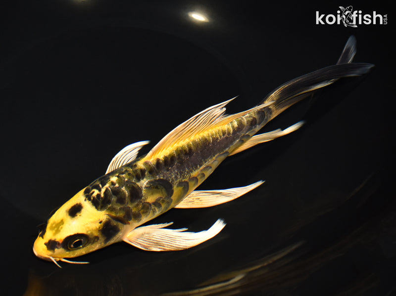 8.5" ARAGOKE KIN KIKOKURYU BUTTERFLY