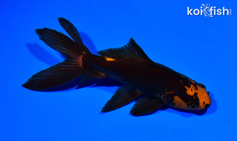 6" WATONAI GOLDFISH