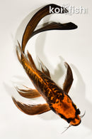 8.75" BENI KIKOKURYU BUTTERFLY