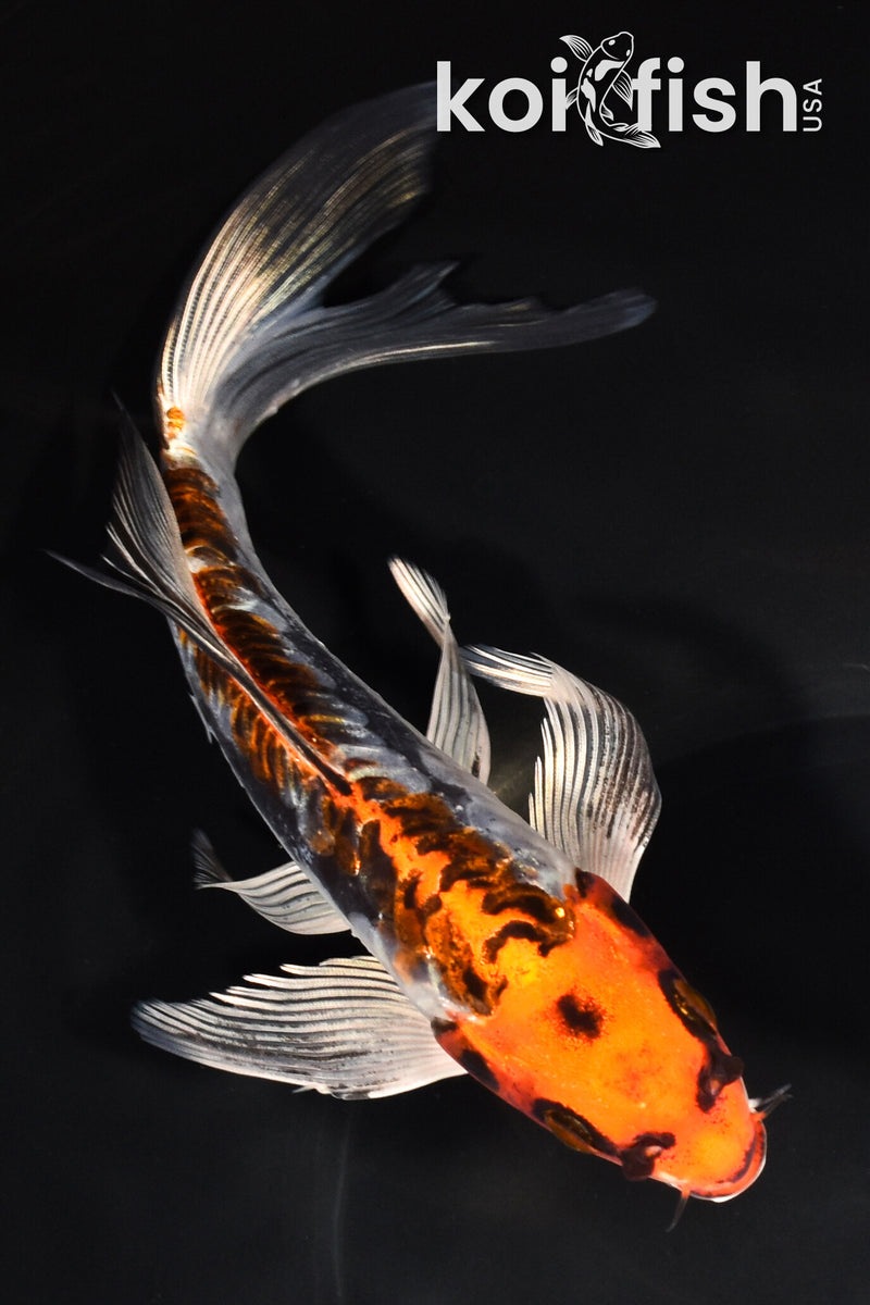 8" ARAGOKE BENI KIKOKURYU BUTTERFLY