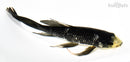 8.5" MATSUKAWBAKE BUTTERFLY