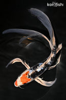 10" HEISEI NISHIKI BUTTERFLY
