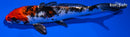 6.25" YAMATO NISHIKI