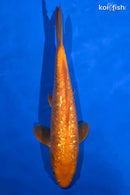11.5" GINRIN CHAGOI