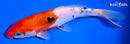 7.25" DOITSU SANKE