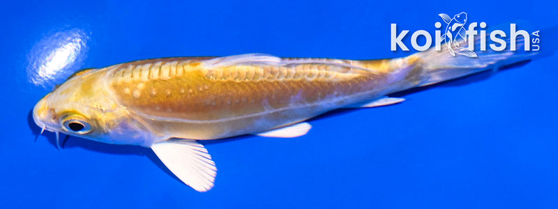 4.5" DOITSU LEMON HARIWAKE