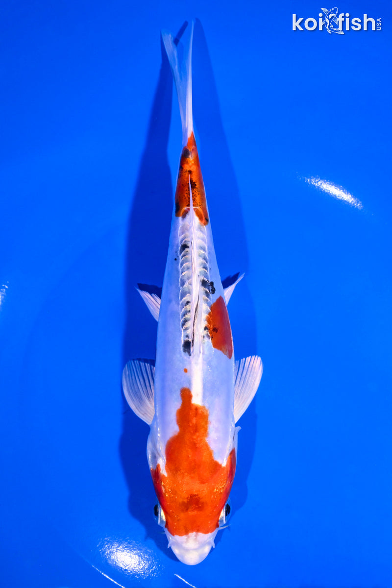 7.5" HEISEI NISHIKI