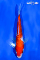 5" GINRIN KOHAKU