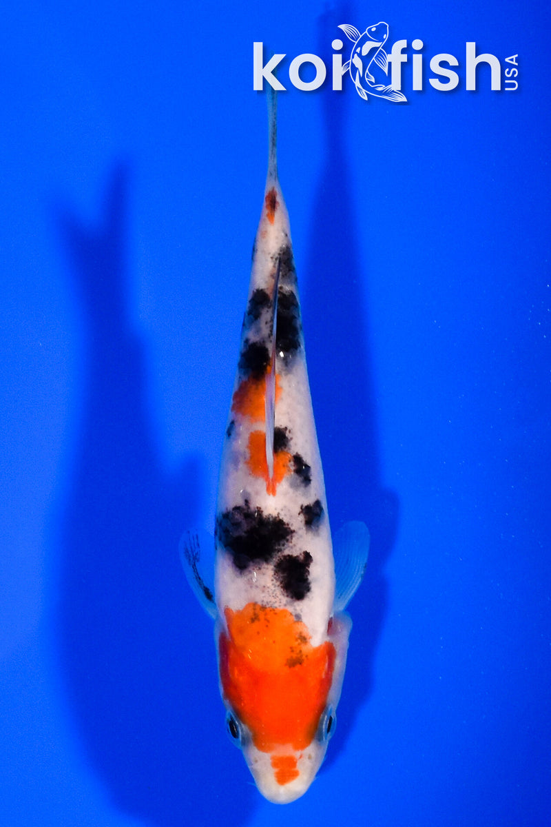 4.25" SANKE
