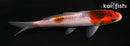 5" GOROMO