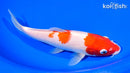 8" KOHAKU