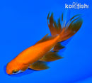 6.25" WATONAI GOLDFISH
