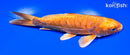 6.75" ARAGOKE ORENJI OGON