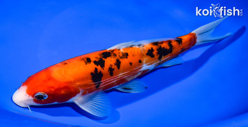8.25" DOITSU SANKE