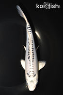 7.75" DOITSU GIN MATSUBA