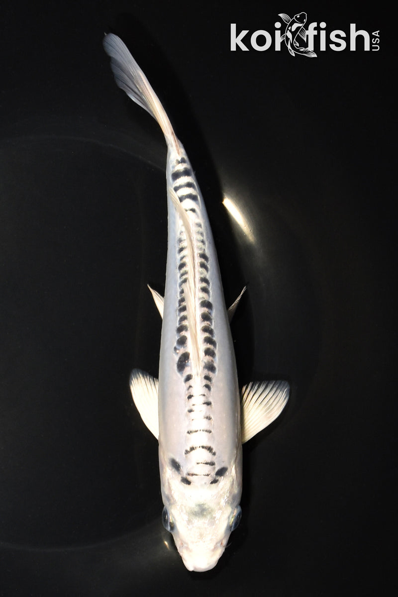 7.75" DOITSU GIN MATSUBA