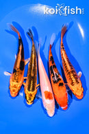PACK OF (5) 5.25" STANDARD KOI