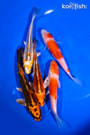 PACK OF (5) 4-5" STANDARD KOI