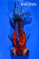 4.75" TELESCOPE FANTAIL GOLDFISH