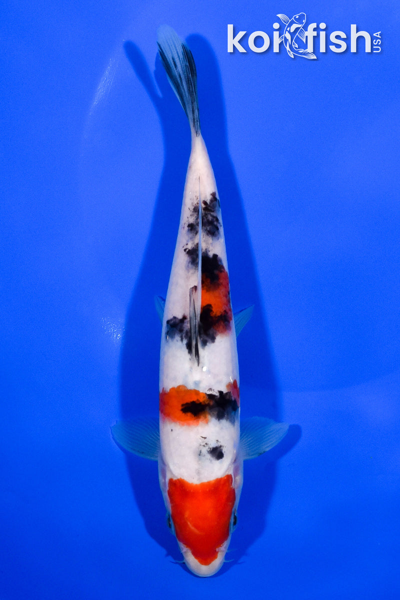 7" MARUTEN SANKE