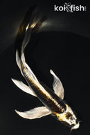 5.5" KIN KIKOKURYU BUTTERFLY