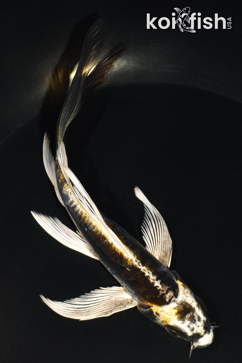 5.5" KIN KIKOKURYU BUTTERFLY