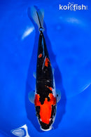 11.75" DOITSU GOSHIKI