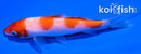 4.5" HOODED KOHAKU