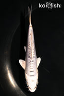 4.5" KIKOKURYU
