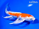 7.25" HARIWAKE BUTTERFLY