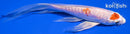 5.75" KIKUSUI BUTTERFLY