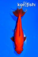 5.75" WAKIN GOLDFISH