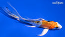 5" YAMATO NISHIKI BUTTERFLY