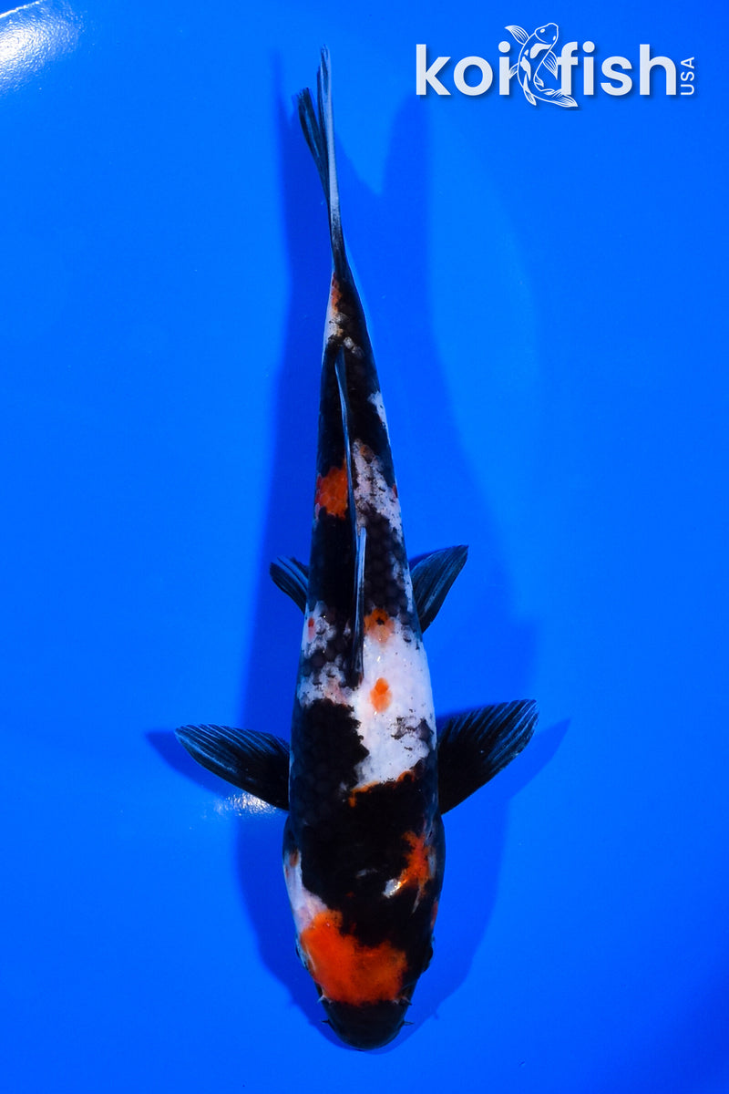 7.25" SHOWA