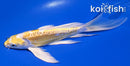 6.75" DOITSU LEMON HARIWAKE BUTTERFLY