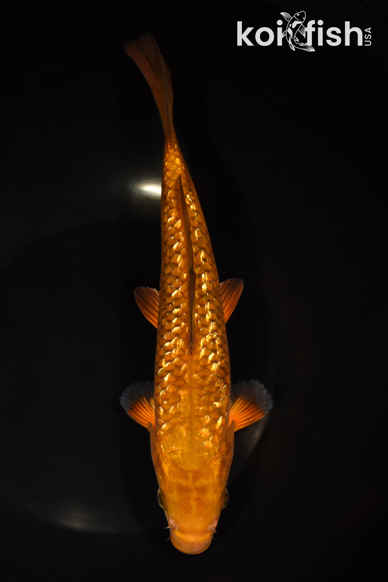 9.25" GINRIN CHAGOI