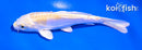 4.5" DOITSU LEMON HARIWAKE