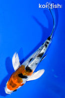 4" YAMATO NISHIKI BUTTERFLY