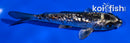4.5" GINRIN ARAGOKE KIKOKURYU