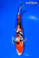 9.75" DOITSU SANKE