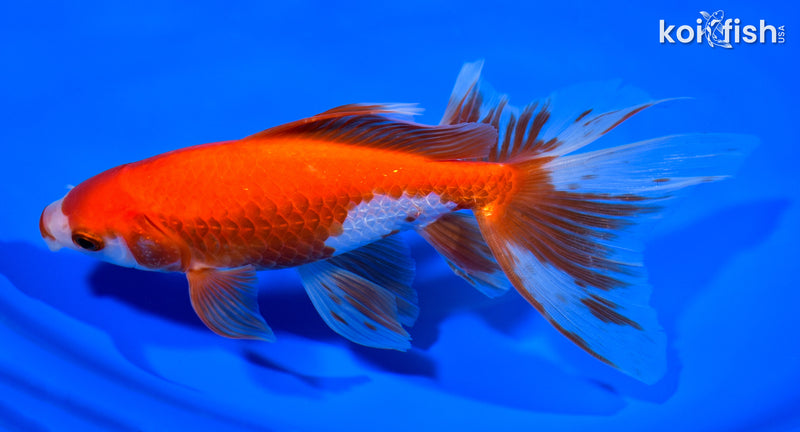 6.75" WATONAI GOLDFISH