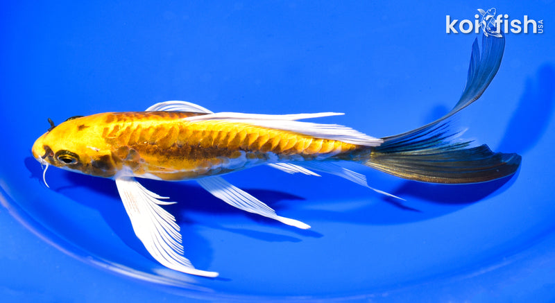 8.5" KIN KIKOKURYU BUTTERFLY