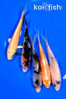 PACK OF (5) 4.5-4.75" STANDARD KOI